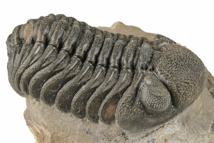 Detailed Morocops Trilobite Fossil - Morocco #204247